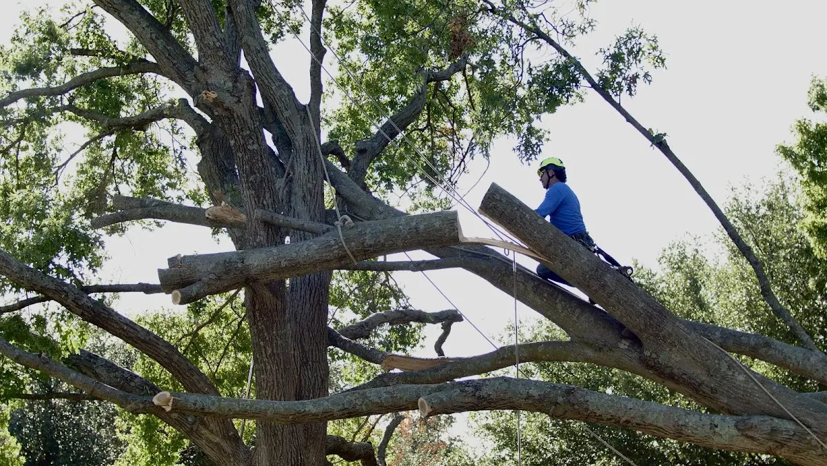 Professional Hazardous Tree Removal performed by certified arborists in Menlo