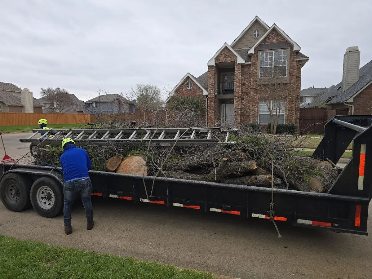Expert Tree Removal with proper safety equipment in Menlo